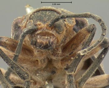 Media type: image; Entomology 17812   Aspect: head frontal view